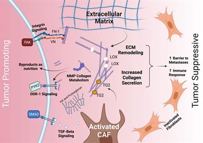 The PDAC Extracellular Matrix: A Review of the ECM Protein Composition, Tumor Cell Interaction, and Therapeutic Strategies